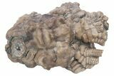 Fossil Crinoid (Actinocrinites) - Crawfordsville, Indiana #215815-4